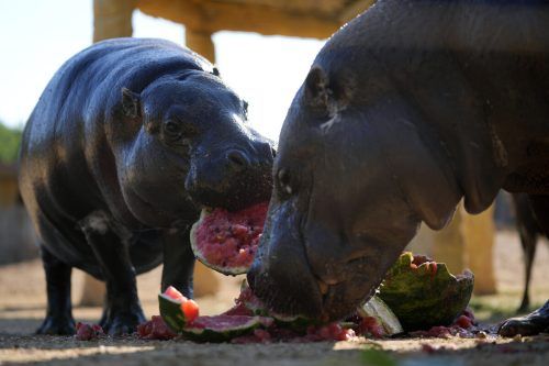 Die Zwergflusspferde Lizzy (links) und Jamal fressen Wassermelonen im Zoologischen Park Attika im Vorort Spata im Osten Athens. AP