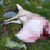 Wolfsrisse nun im Klostertal