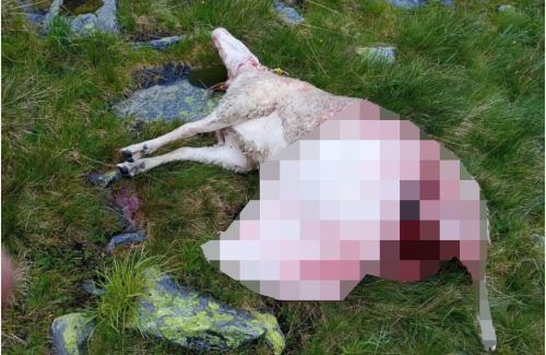 Dieses Schaf wurde im Klostertal mutmaßlich das Opfer einer Wolfsattacke. Privat