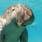 Mit etwas Glück einem Dugong begegnen
