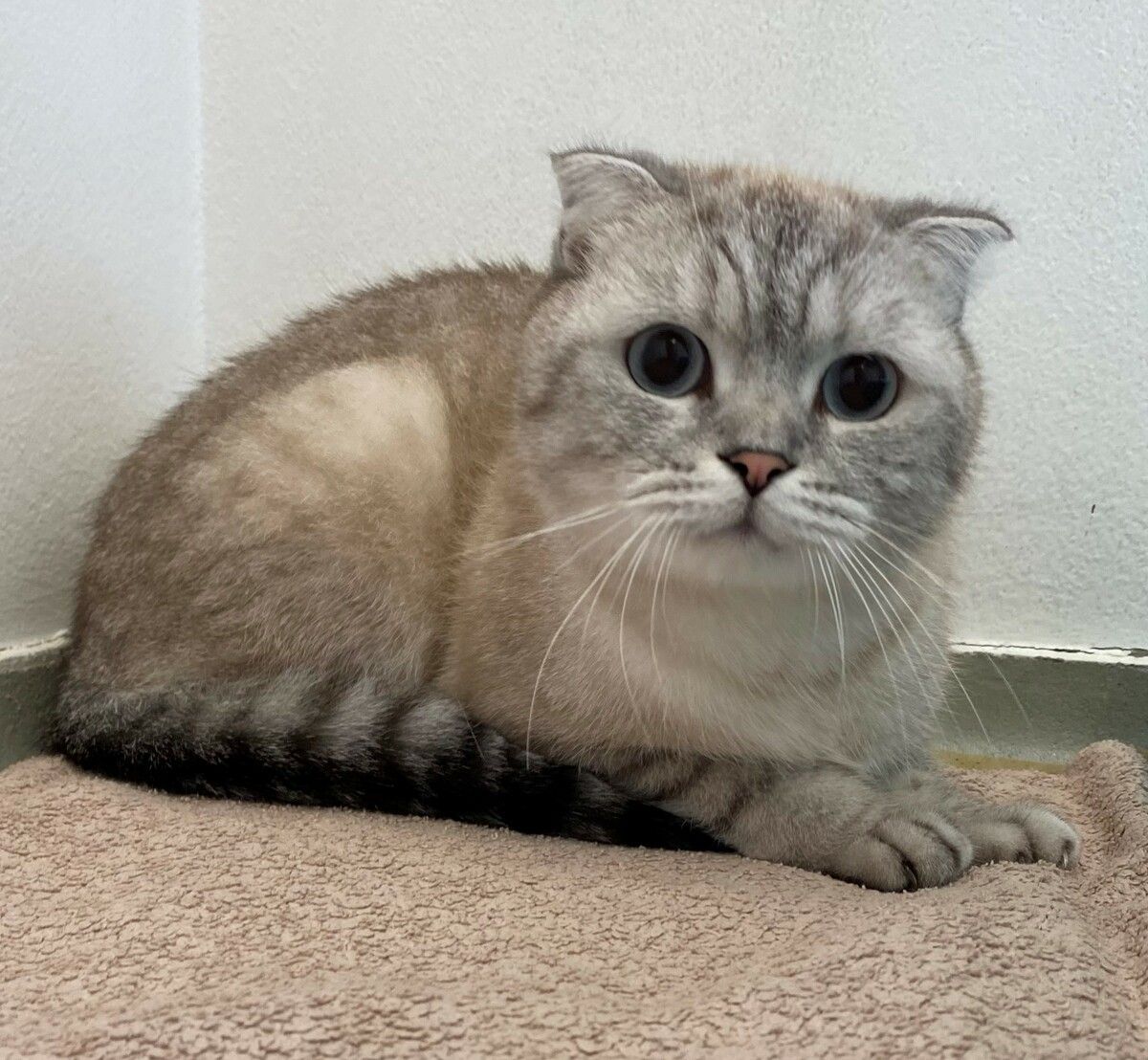 Faltohrkater Oggy sucht mit seiner Partnerin ein neues Zuhause.