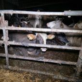 Verein gegen Tierfabriken prangert erneut fragwürdige Zustände auf Hof an. »A2