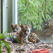 „Raja“ und „Rimba“