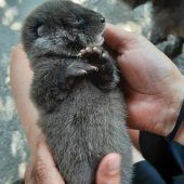 Otterbabys gerettet