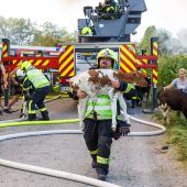 Tiere vor dem Feuer gerettet