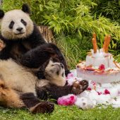 Happy ­Birthday