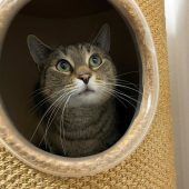 Kater Flo wünscht sich einen Katzenfreund