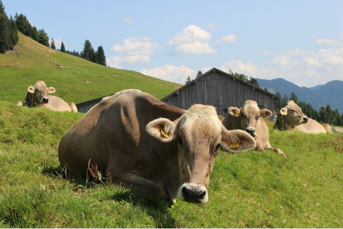 Historischer Boden: Die Geschichte der Alpe Hochleckach reicht über 700 Jahre zurück, denn die erste urkundliche Erwähnung einer Bregenzerwälder Alpe – der Hittisauer Alpe „Lecken“ – datiert aus dem Jahre 1320.stp (2)