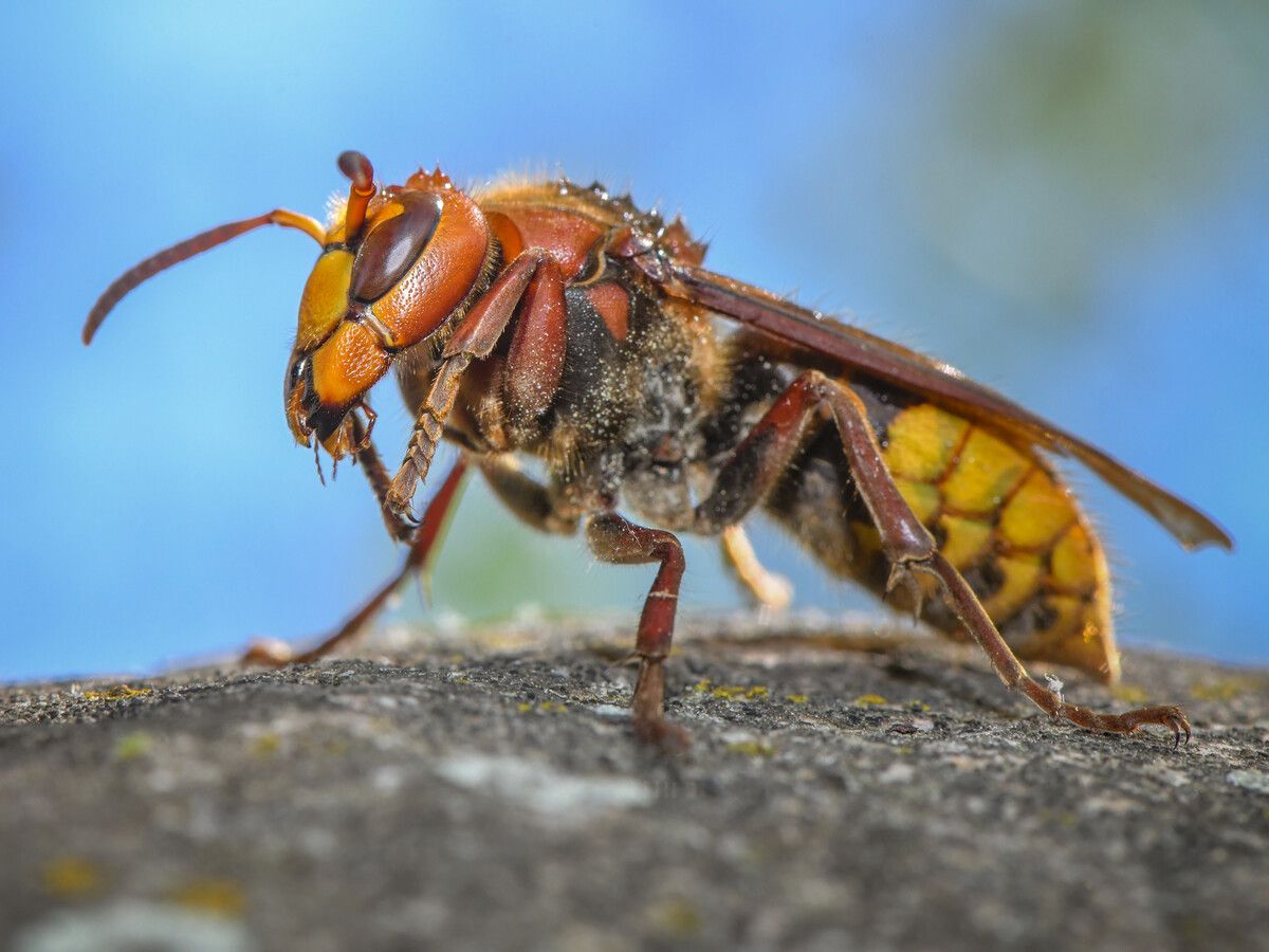 Hornissen haben im Vergleich zu ihren Verwandten, den Wespen, heuer ein gutes Jahr. dpa