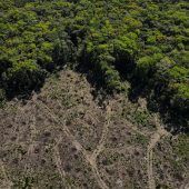 Deutlicher Rückgang bei ­Abholzung im Amazonasgebiet