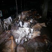Rinderhof erhitzt weiter die Gemüter