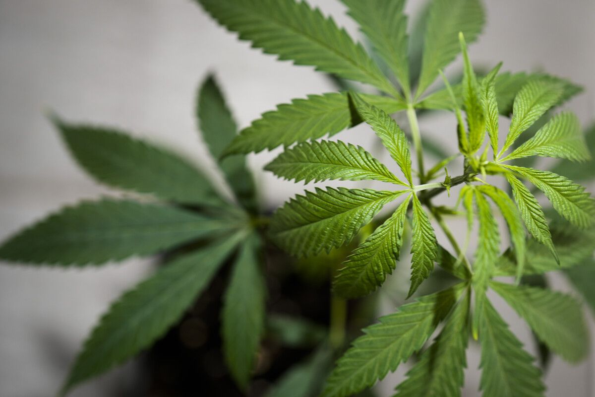 In Deutschland soll es bald spezielle Vereine bzw. Cannabis-Clubs geben. SYMBOLBILD/AP/SCHREIBER