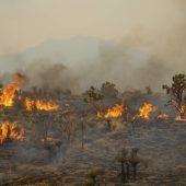 Schwere Brände in Mojave-Wüste