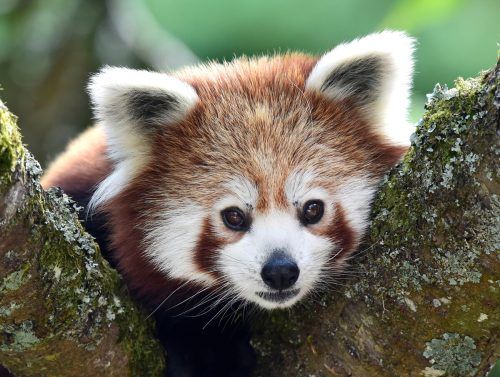 Katzenbären bzw. Rote Pandas sind nicht mit dem Großen Pandabär verwandt. ap