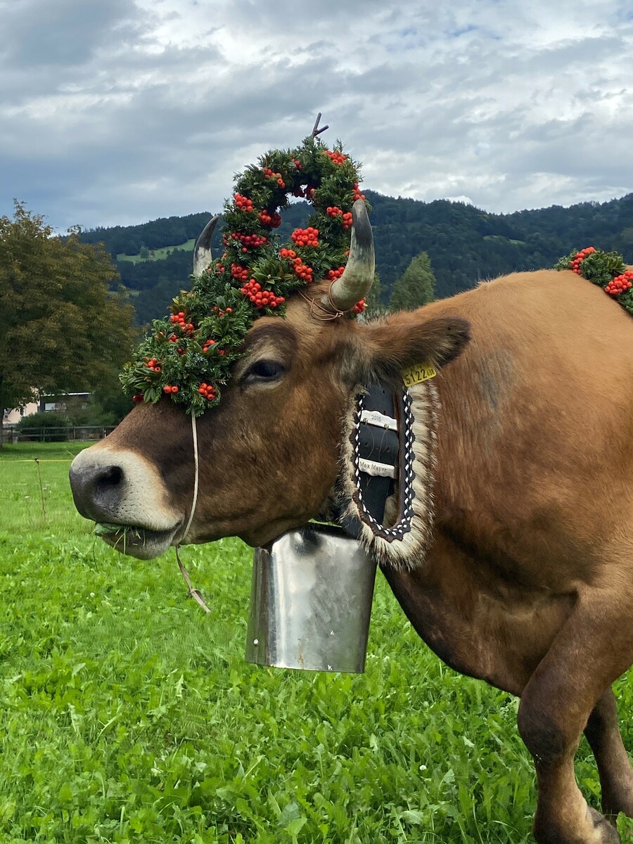 Morgen wird die Rückkehr von den Satteinser Landwirten gebührend gefeiert.mon