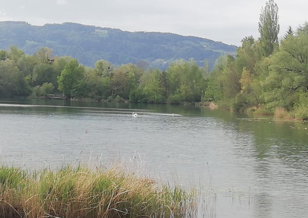Rund um den Rhein findet noch bis Ende Oktober eine Rätselrallye statt. mima