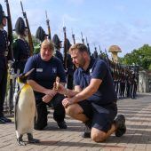 Pinguin aus Schottland ist jetzt Generalmajor