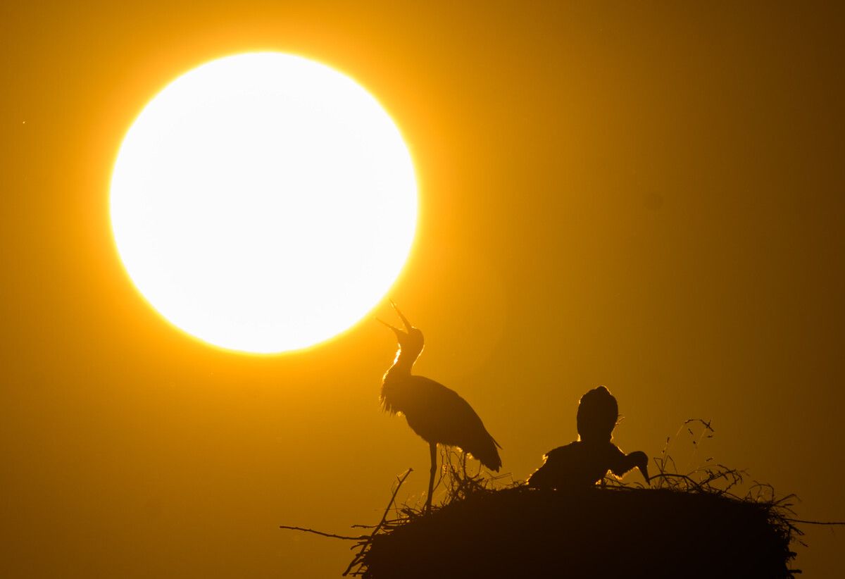 Sonnenflecken treten in einem etwa elfjährigen Zyklus vermehrt auf. APA