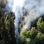 Baum in Flammen
