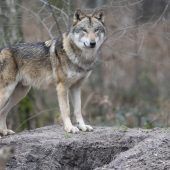 Schicksal des Schadwolfs entscheidet sich