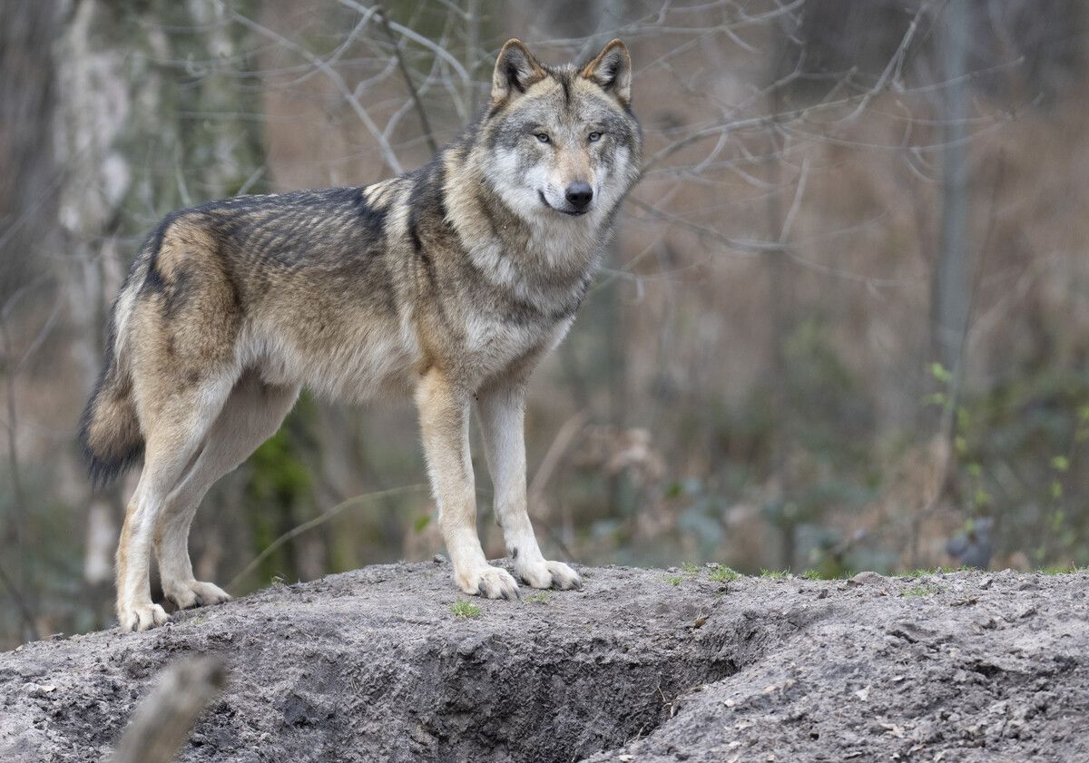 Wölfe, die Nutztiere reißen, sind nicht mehr streng geschützt. Im Walgau kam es am vergangenen Wochenende zu Rissen. ⇒dpa
