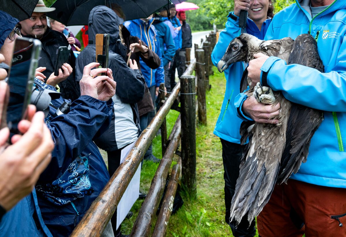 2022 wurde Recka im Nationalpark Berchtesgaden angesiedelt. APA, dpa/Hoppe