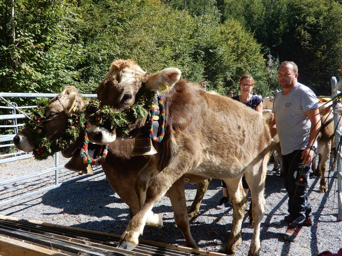 Am Samstag kommen die ersten Dornbirner Rinder und Älpler im Tal an.cth