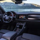 Großer Bär auf dem Weg zur Verjüngungskur