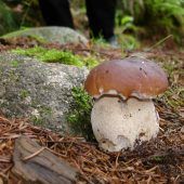 Pilze sammeln will gelernt sein