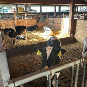 Horrornacht für Rankweiler Landwirte