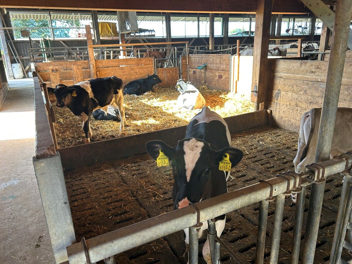 Die Kälber sind wieder wohlbehütet im Stall des Spiegelhofes. vn/gs