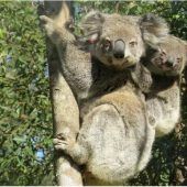 Koala verblüfft Tierschützer: Brandopfer Ember wieder Mutter