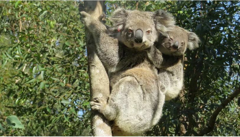 Ende 2021 entdeckten Tierschützer Ember mit einem Baby. Friends of the Koala