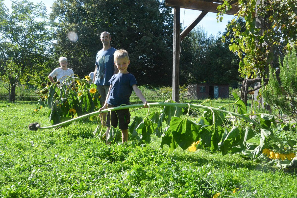Familien wetteiferten um den Preis für die größte Sonnenblume.