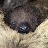 An Mama gekuschelt