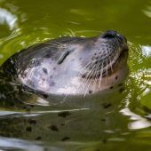 Im Wasser chillen