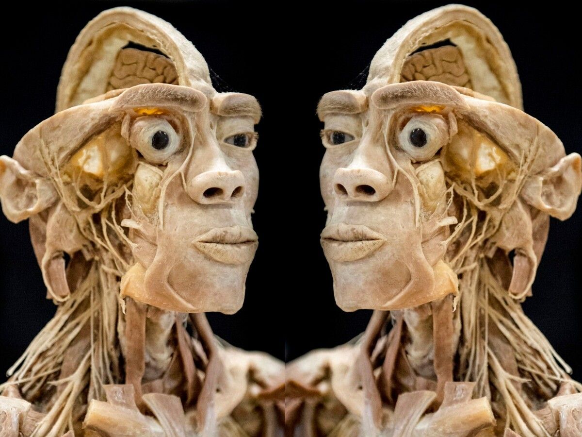 Die zweitägige Ausstellung bietet ungewöhnliche Einblicke in die menschliche Anatomie. VERANSTALTER