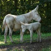 Babyalarm in Bayreuth