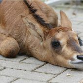 Kleine Antilope