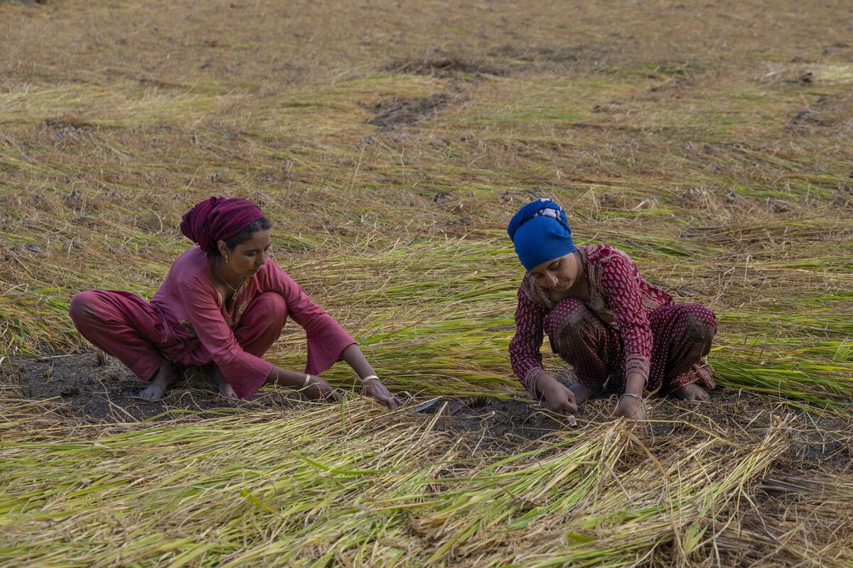 Frauen ernten Reis in einem Feld am Stadtrand von Srinagar im indisch kontrollierten Kaschmir. AP