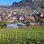 Renaissance des Wolfurter Weins