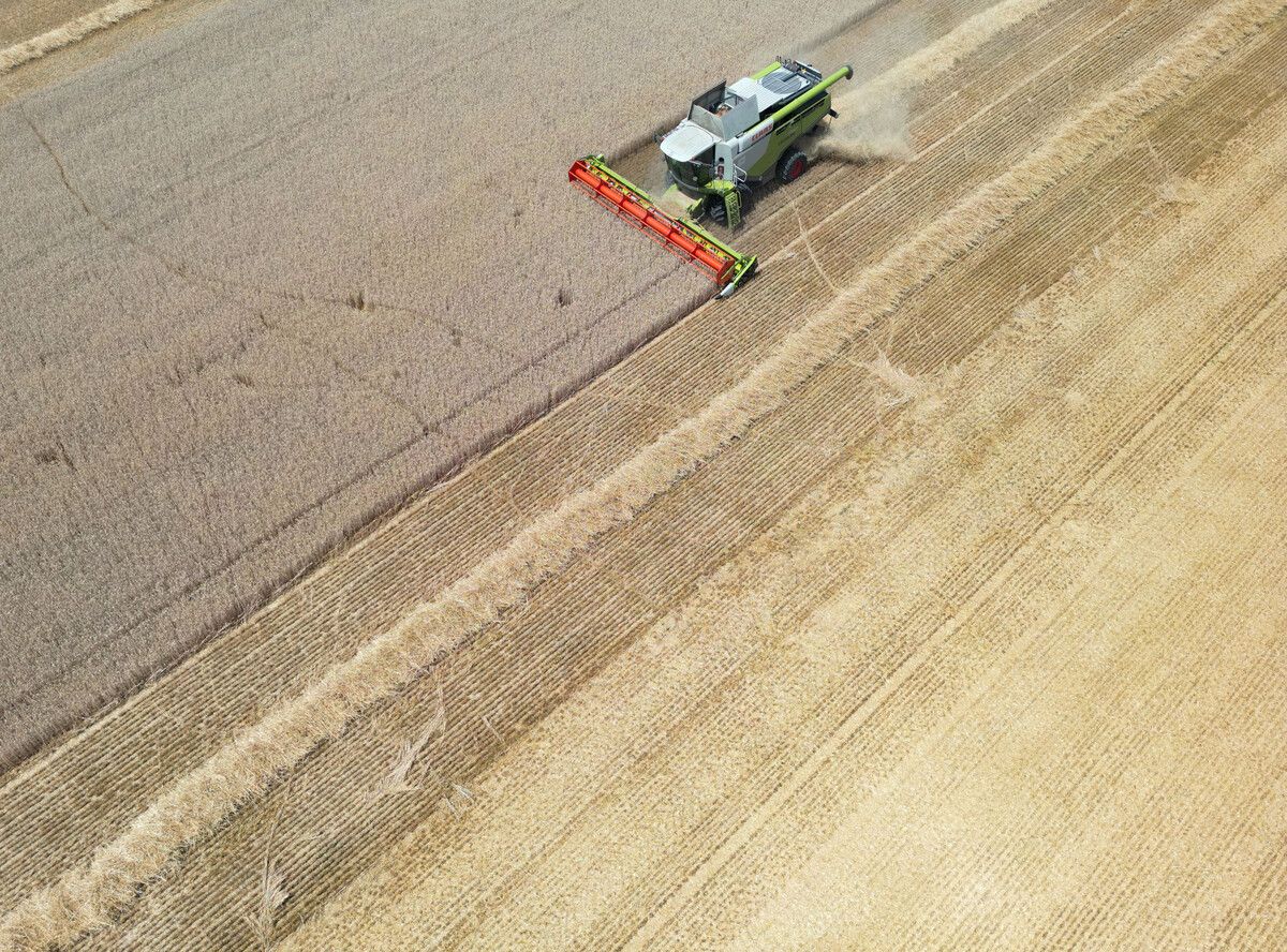In Österreich kann Glyphosat in der Landwirtschaft eingesetzt werden, nicht aber auf Sportplätzen oder in Kleingärten. APA/Fohringer