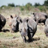 Afrikas Nashörner weiter bedroht
