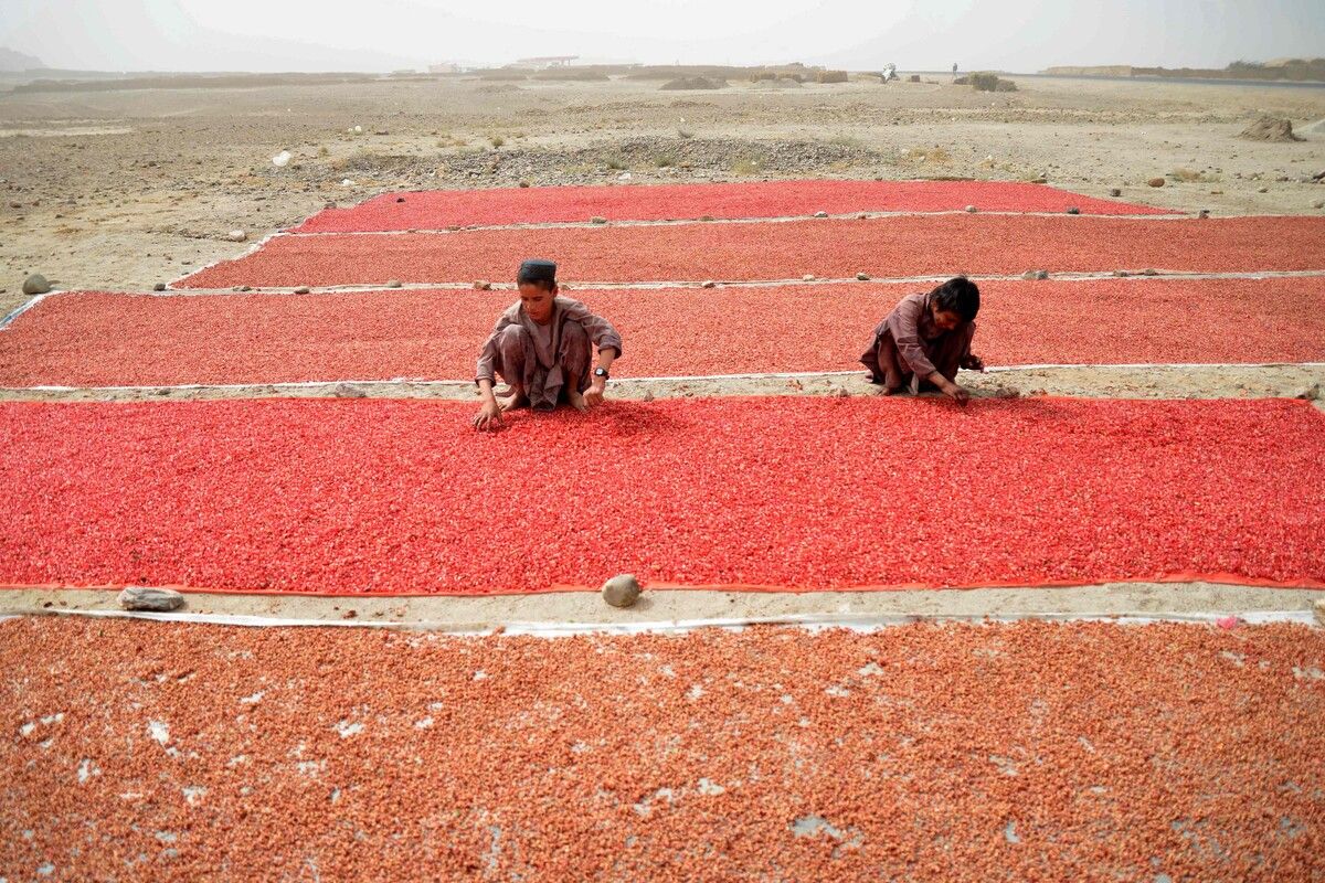 Jungen legen Granatapfelkerne zur Trocknung auf einem Feld im Bezirk Arghandab in der afghanischen Provinz Kandahar aus. AFP