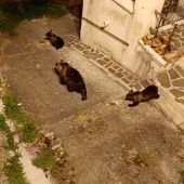 Nachwuchs von erschossener Bärin in italienischem Park gefunden