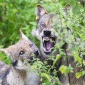 Jäger stellen sich dem Wolf