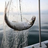 Schonzeit für die ­Bodensee-Felchen