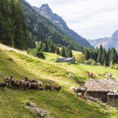 Feines vom Steinschaf