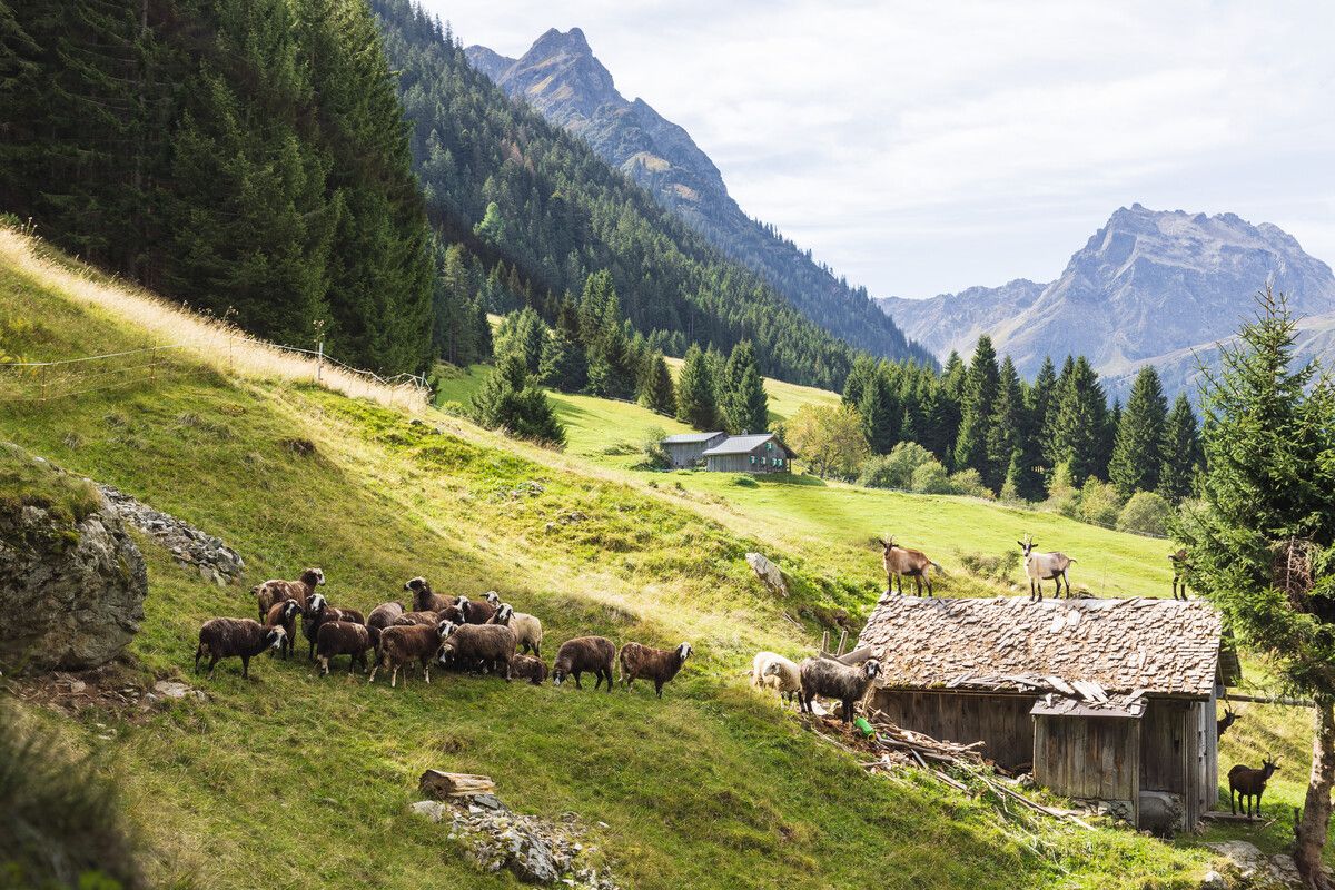Am Steinschafweg in St. Gallenkirch trifft man aktuell auf zahlreiche Vertreter der eigenständigen Montafoner Tierrasse. hirschmann