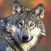 Der reißende Wolf